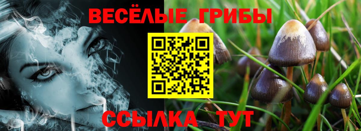Псилоцибиновые грибы Cubensis  Вход с VPN  Артём 